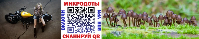 Купить где  Арск  Псилоцибиновые грибы MAGIC MUSHROOMS 